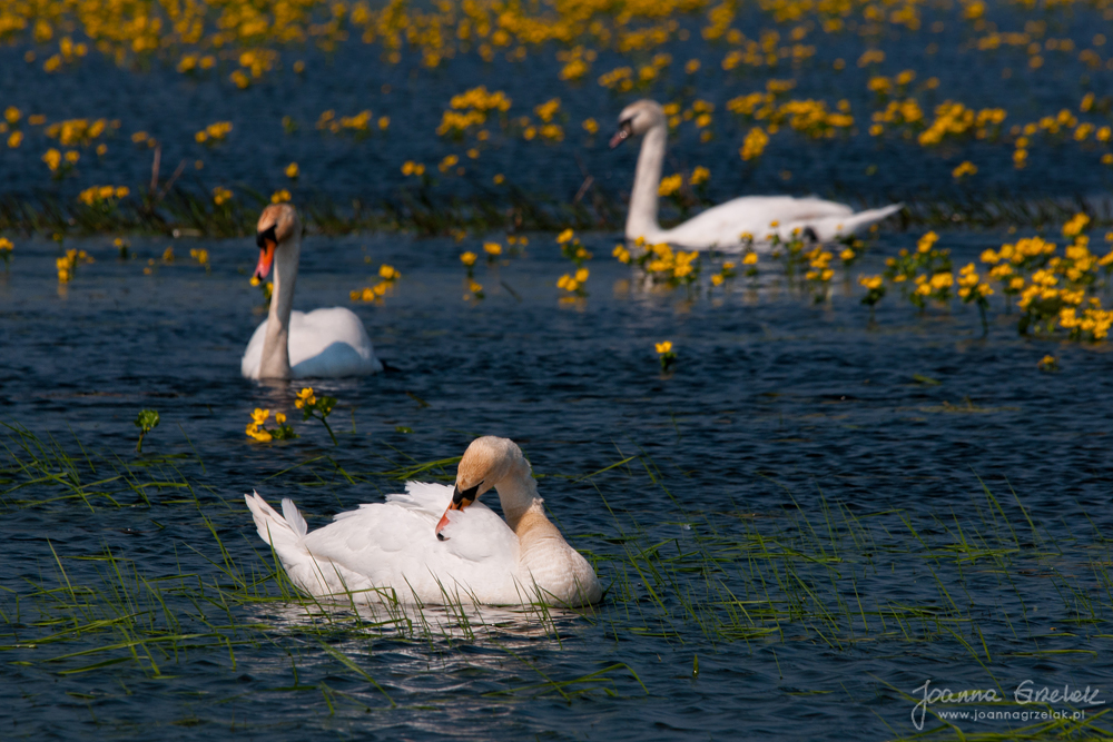 076_Biebrza - kwiecien 2011.jpg